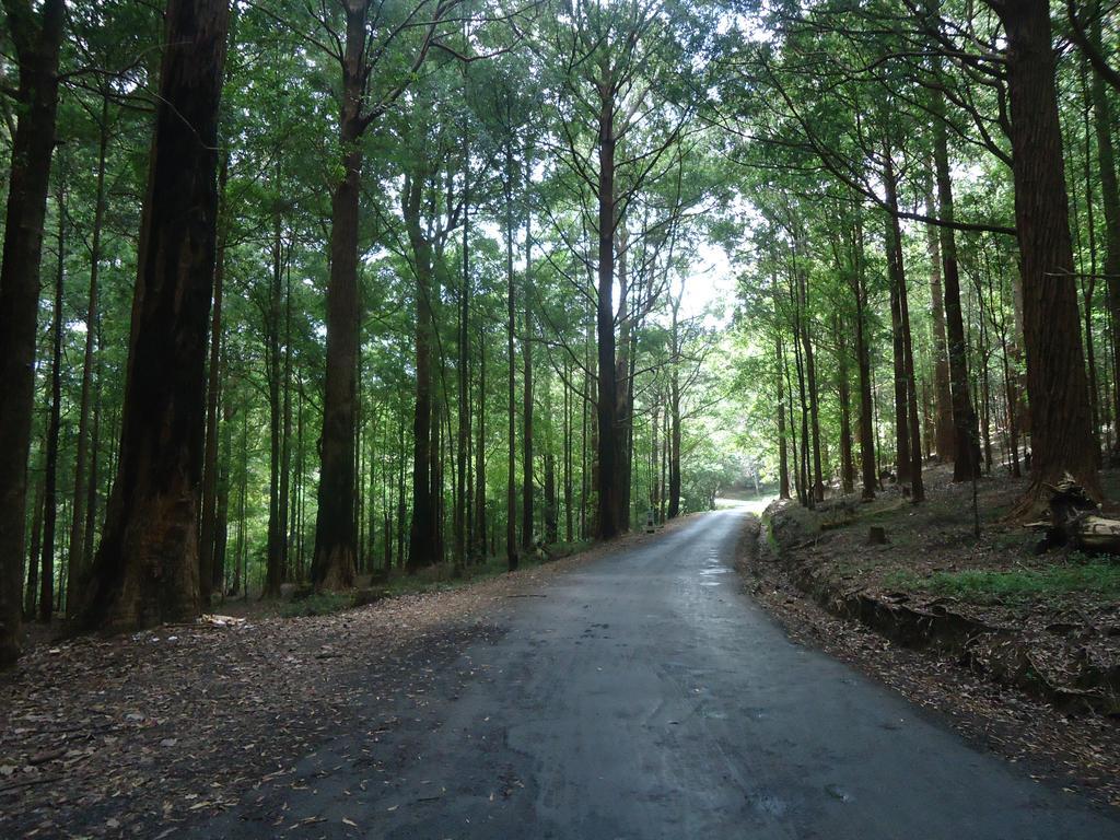 Forest Cyniciam Homestay Охия Экстерьер фото